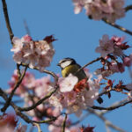 Stewardship Through the Seasons