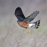 The Sparrowhawk of the Pochin Estate